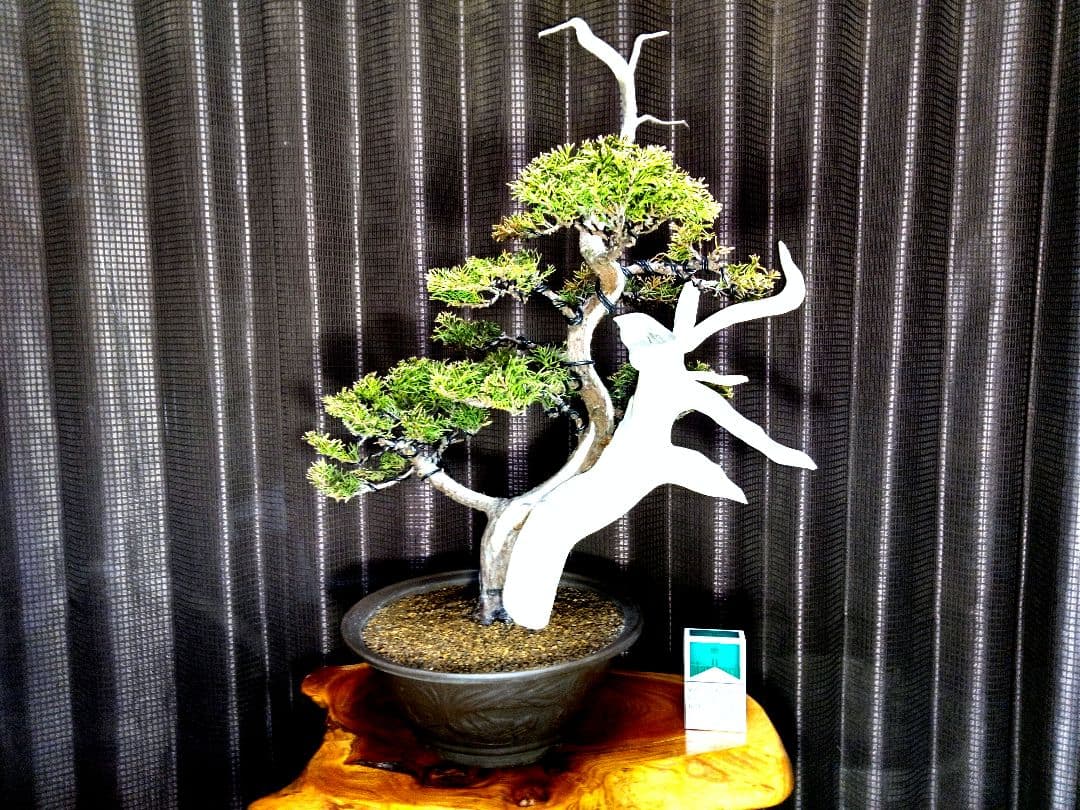 【中品 創作 黄金真柏盆栽】⭕TANUKI創り…お買得❗