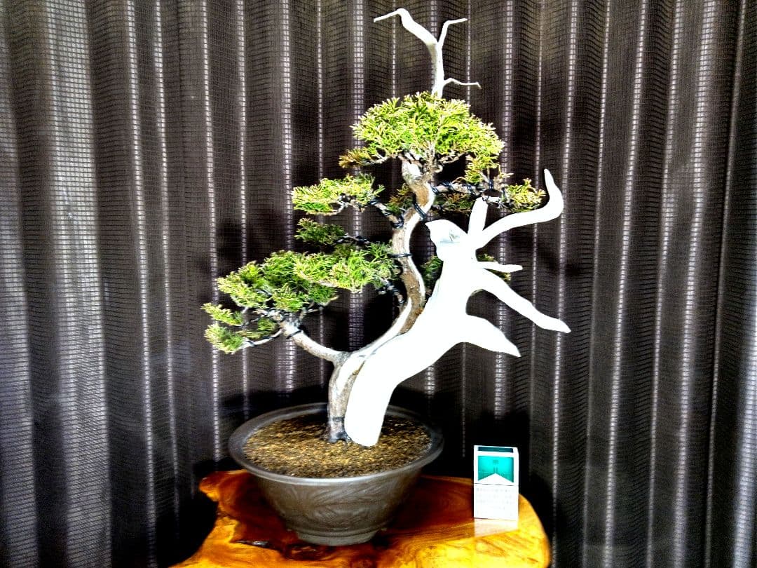 【中品 創作 黄金真柏盆栽】⭕TANUKI創り…お買得❗