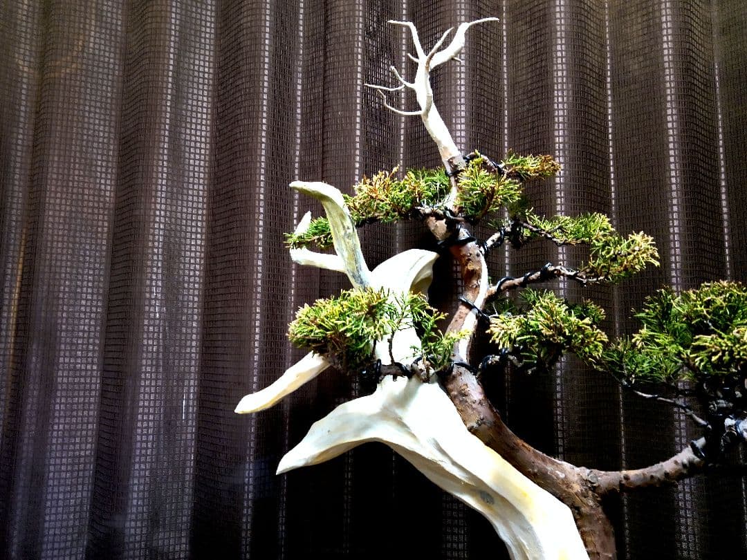 【中品 創作 黄金真柏盆栽】⭕TANUKI創り…お買得❗