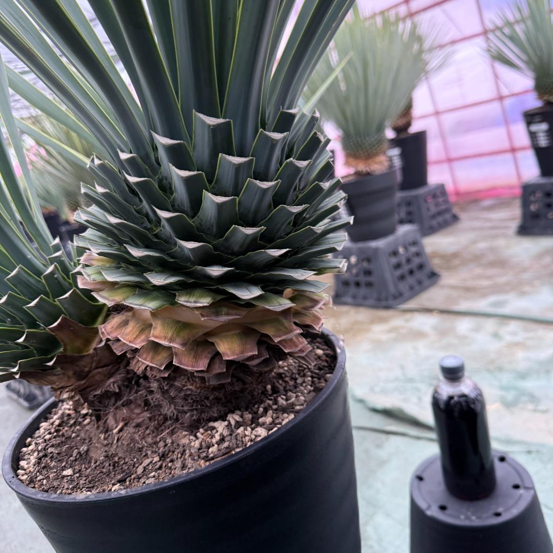 【AL1073】ユッカ　LA ALBERO　Ver.リギダ