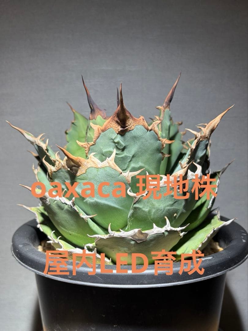 アガベ oaxaca 現地株 agave oteroi 現地球