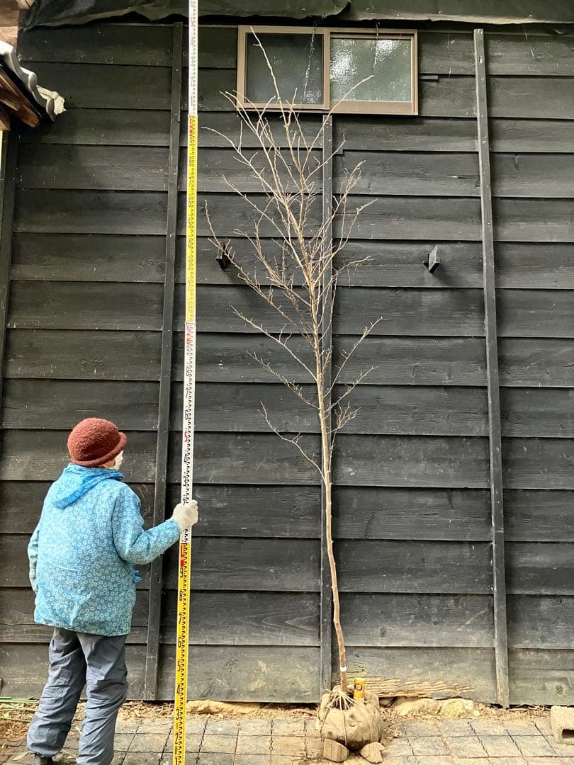 50 山採り　エゴノキ