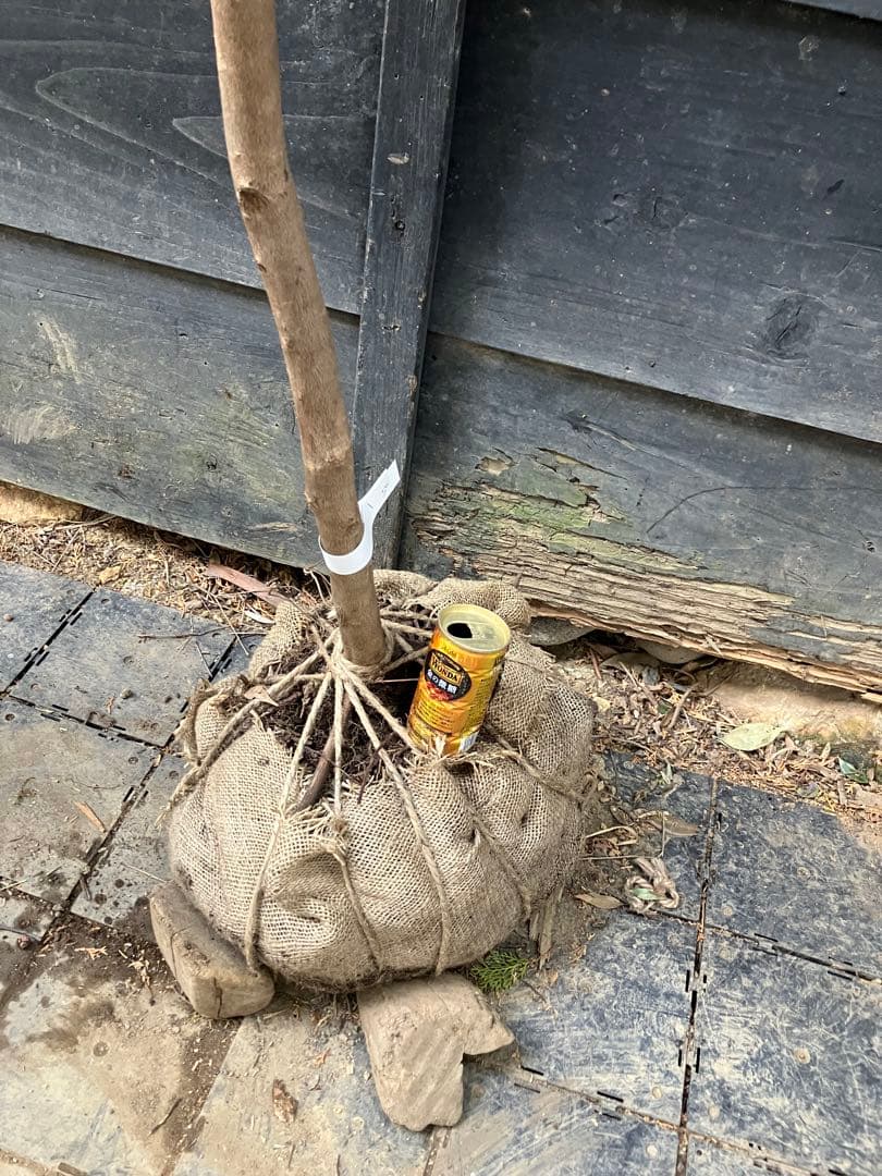 50 山採り　エゴノキ