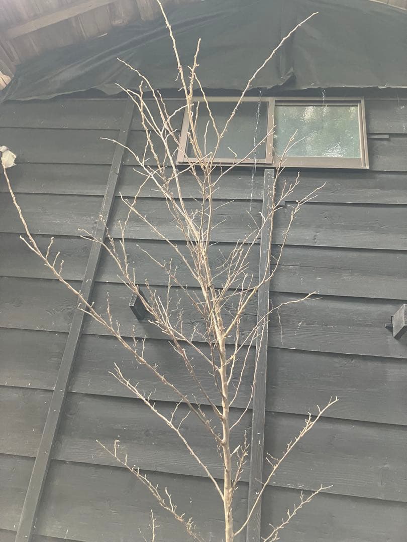 50 山採り　エゴノキ