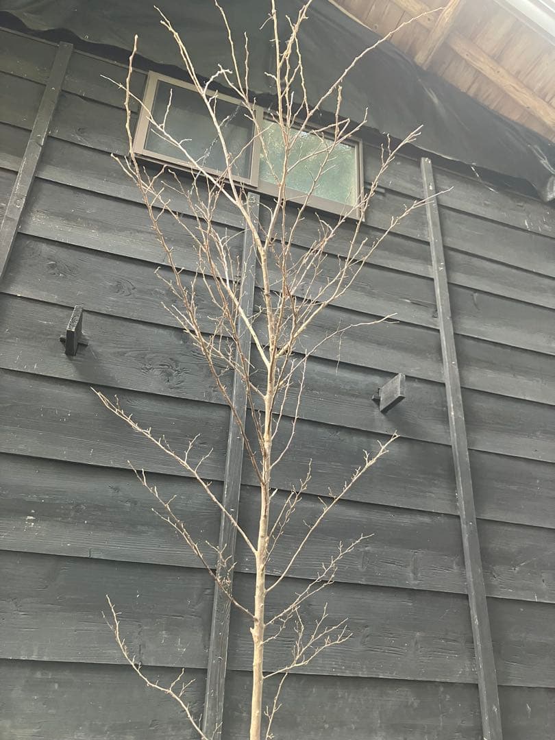 50 山採り　エゴノキ