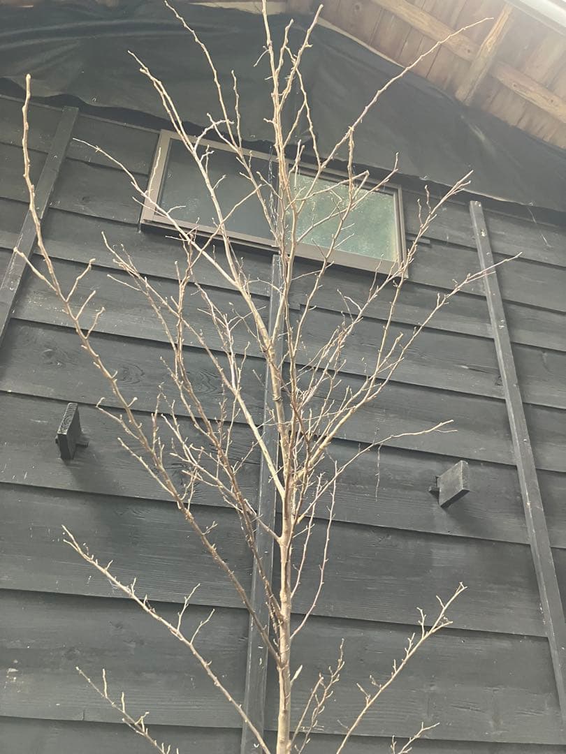 50 山採り　エゴノキ