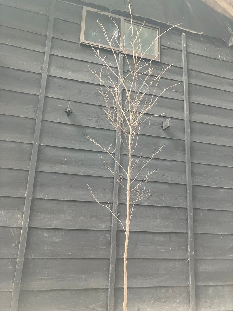 50 山採り　エゴノキ