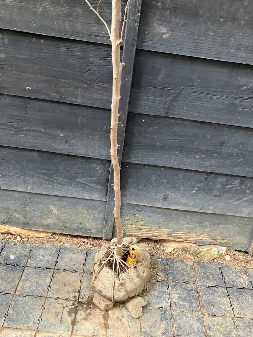 50 山採り　エゴノキ