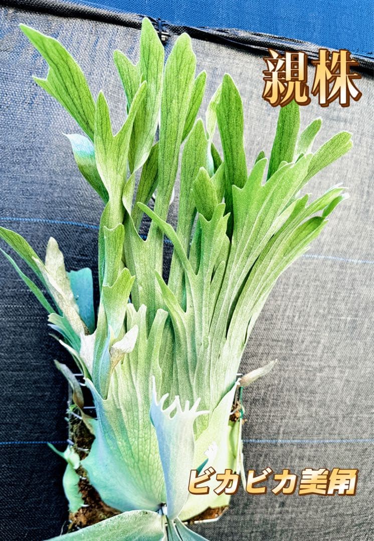 ビカクシダ　P. AR × Yellow Moon 特選 pup 株分け子株出品