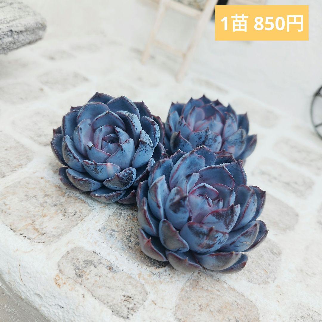 ローズオブビトレイアル◎多肉植物 カット苗 輸入苗 エケベリア等