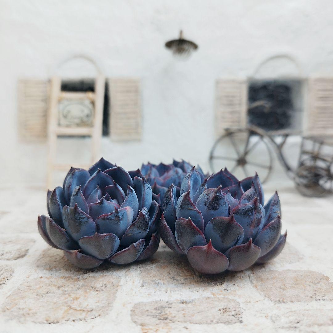 ローズオブビトレイアル◎多肉植物 カット苗 輸入苗 エケベリア等