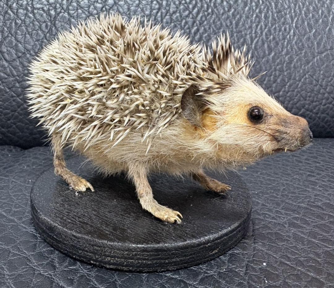 ヨツユビハリネズミ (Four-toed hedgehog) 剥製