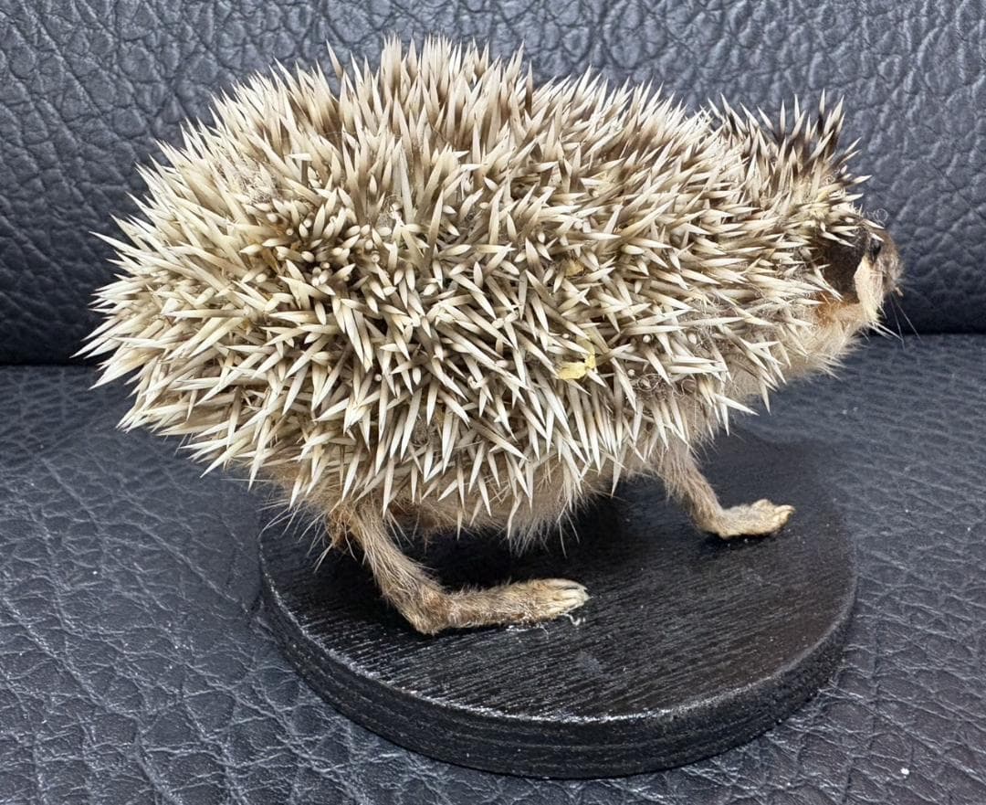 ヨツユビハリネズミ (Four-toed hedgehog) 剥製