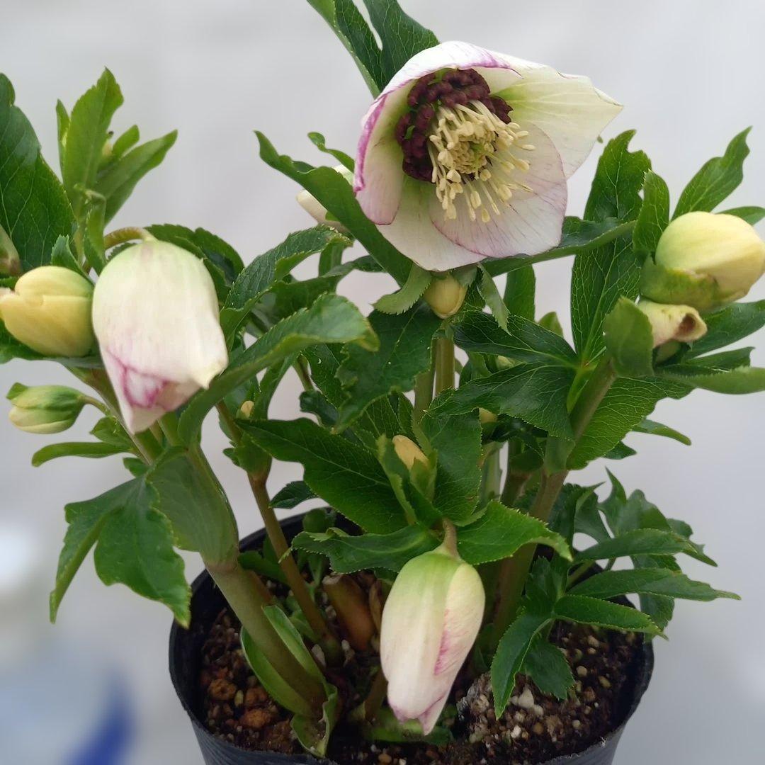 溢れるつぼみ！癒し系♪セミダブルクリスマスローズ、大苗、開花株