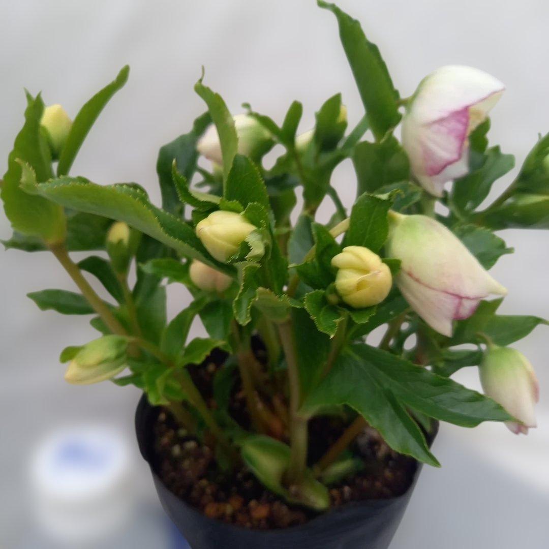 溢れるつぼみ！癒し系♪セミダブルクリスマスローズ、大苗、開花株