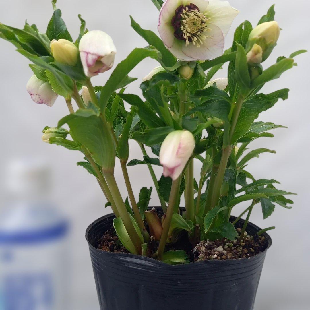 溢れるつぼみ！癒し系♪セミダブルクリスマスローズ、大苗、開花株