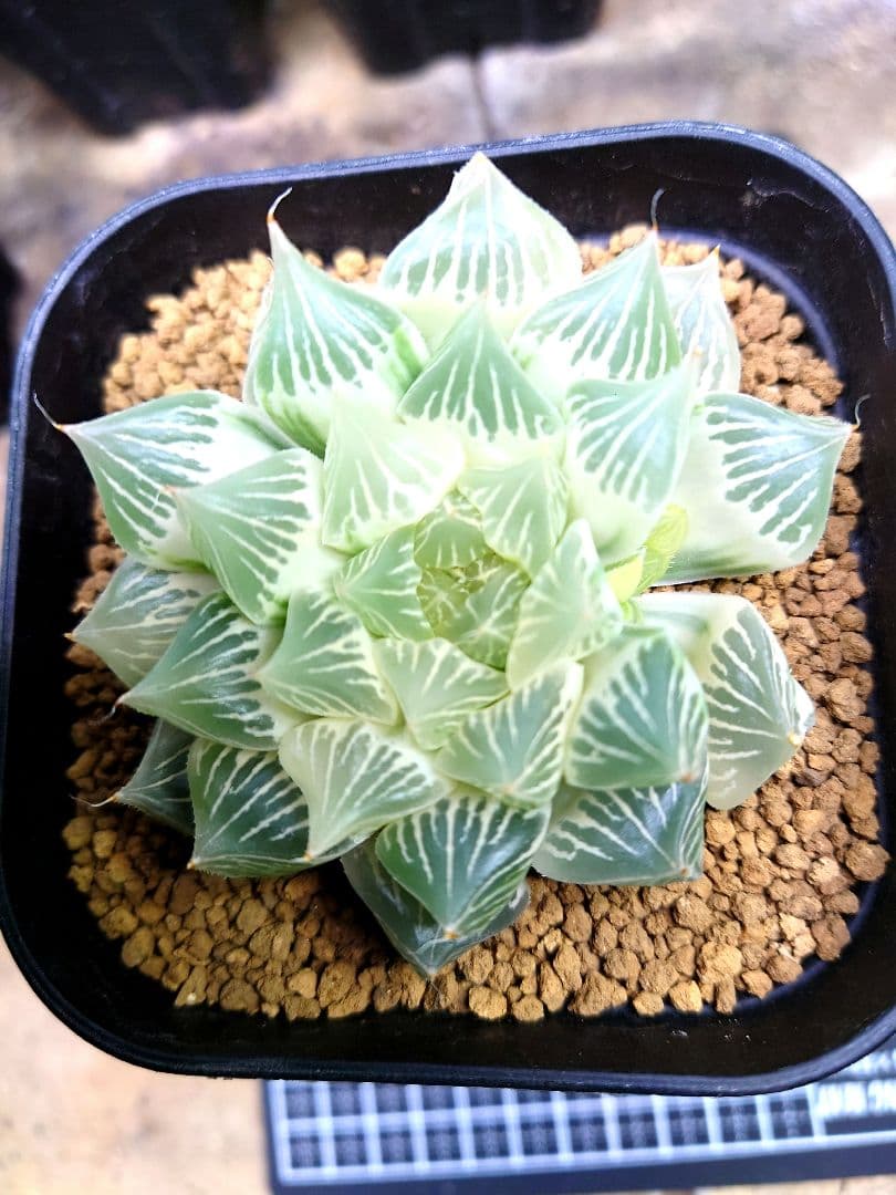 【白蛇伝】極上株　多数子株付き　親株サイズ