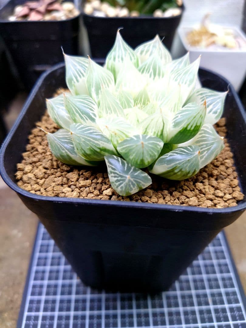 【白蛇伝】極上株　多数子株付き　親株サイズ