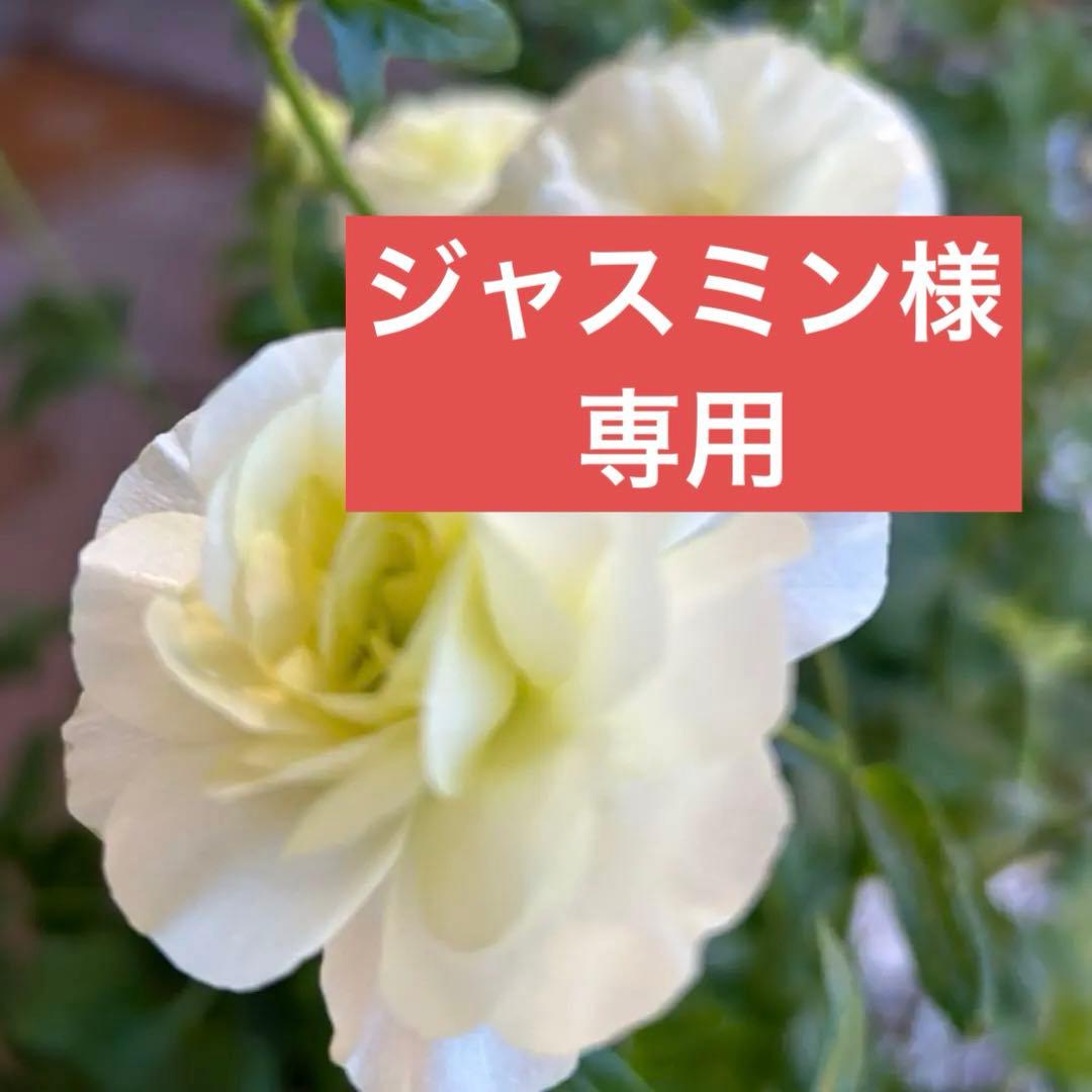 ジャスミンラナンキュラスラックス　グレーシス❤️ベスタリス