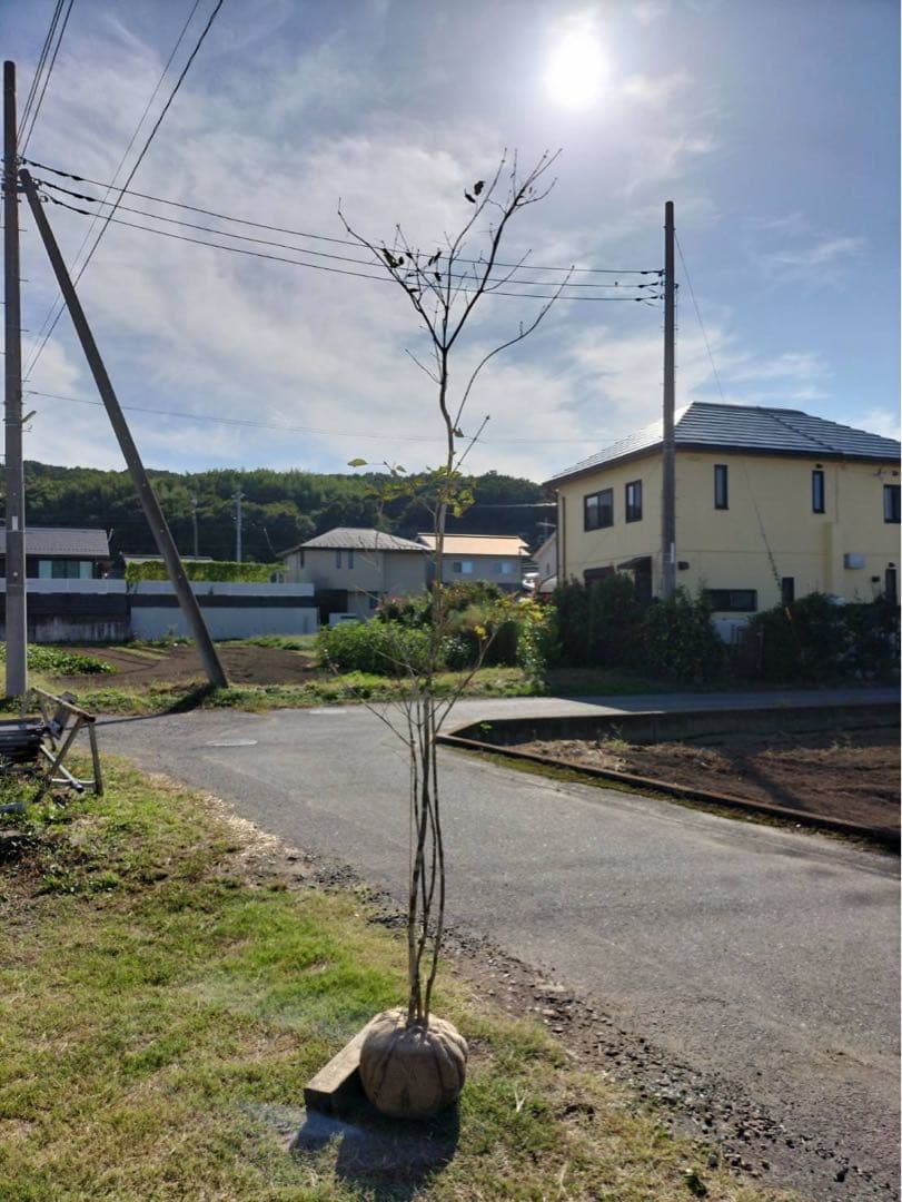 アオダモ 株立ち 4本立ち 自然樹形