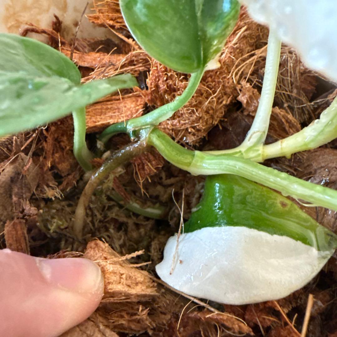 【斑入り】スキンダプサス ジェイドサテン　一株