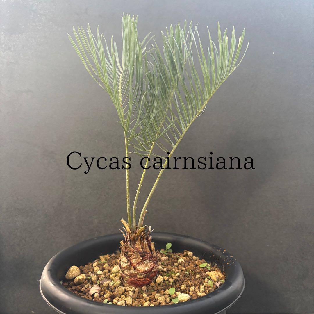 ④サイカス・カイルンシアナ Cycas cairnsiana