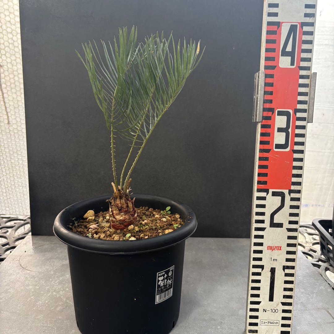 ④サイカス・カイルンシアナ Cycas cairnsiana