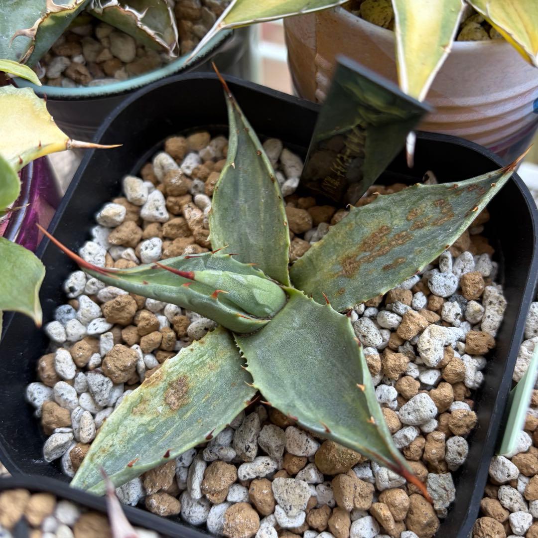 アガベ　激レア　ジェントリーモンタナ縞斑