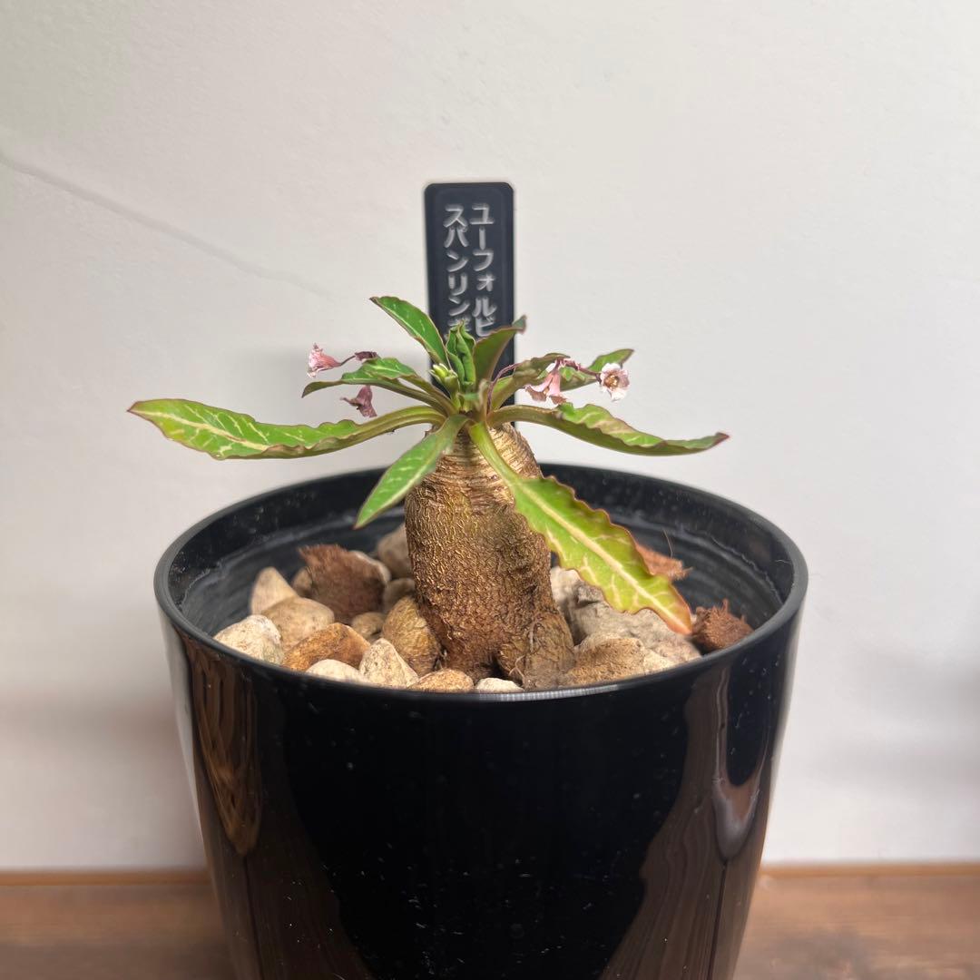 フィッシュボーン　スパルリンギー　ユーフォルビア