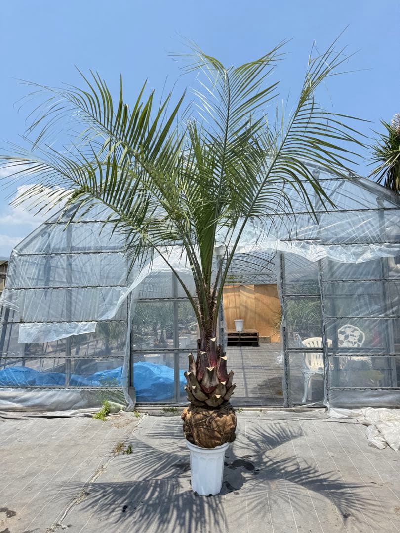 ココスヤシシルバーリーフ 【極太】葉先300cm 幹回り110cm 幹高50cm