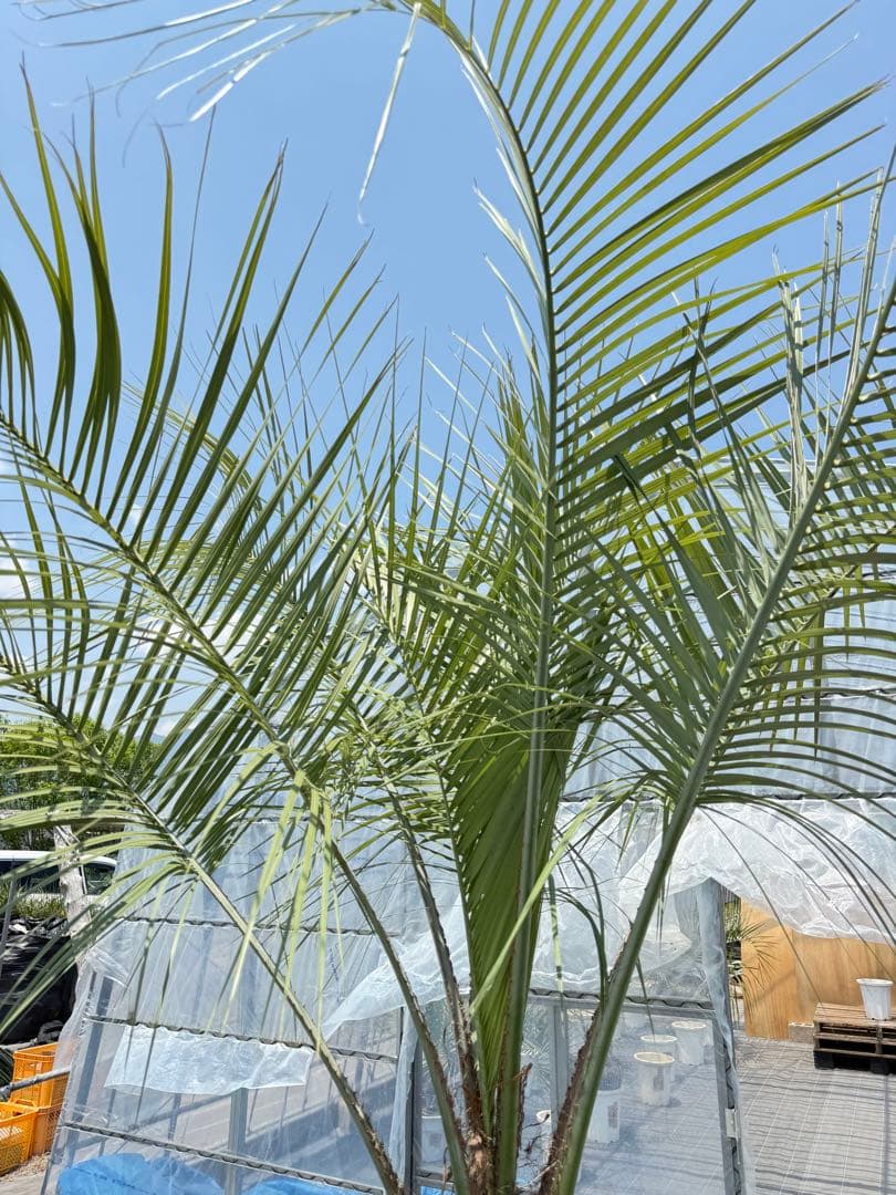 ココスヤシシルバーリーフ 【極太】葉先300cm 幹回り110cm 幹高50cm