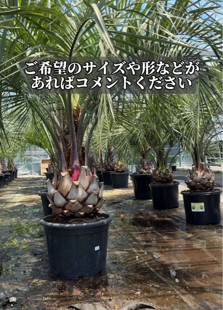 ココスヤシシルバーリーフ 【極太】葉先300cm 幹回り110cm 幹高50cm