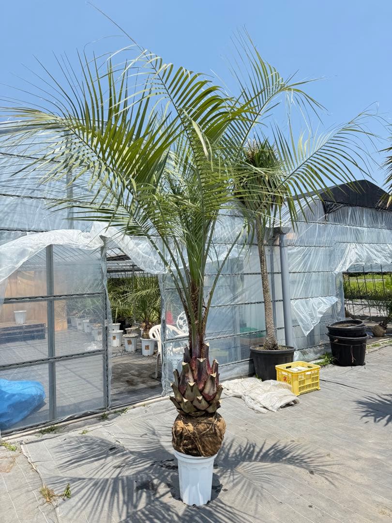 ココスヤシシルバーリーフ 【極太】葉先300cm 幹回り110cm 幹高50cm