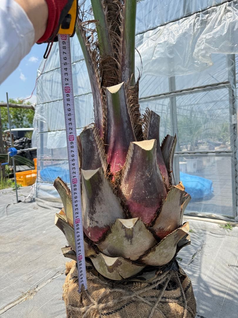 ココスヤシシルバーリーフ 【極太】葉先300cm 幹回り110cm 幹高50cm