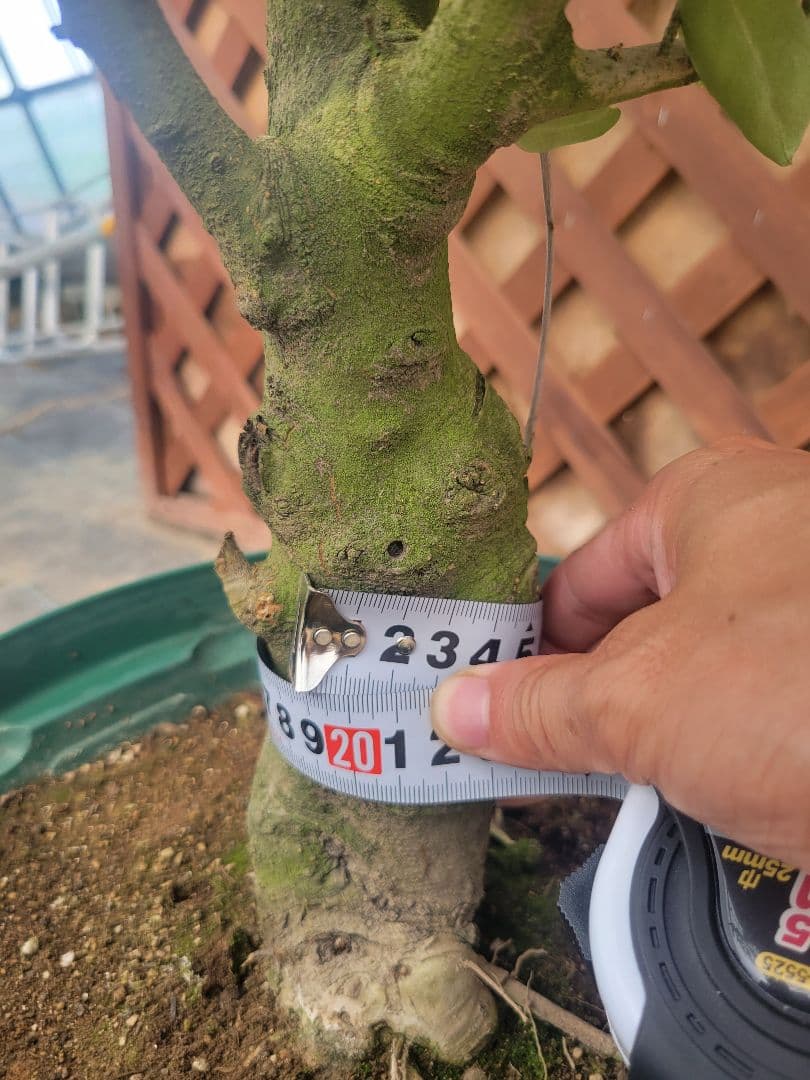 【希少】オリーブの木 カラマタ