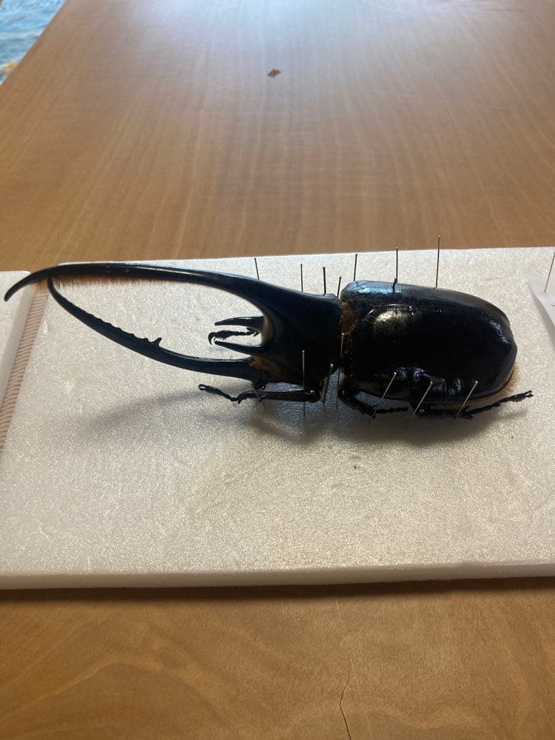 ネプチューンオオカブト♂野外品標本