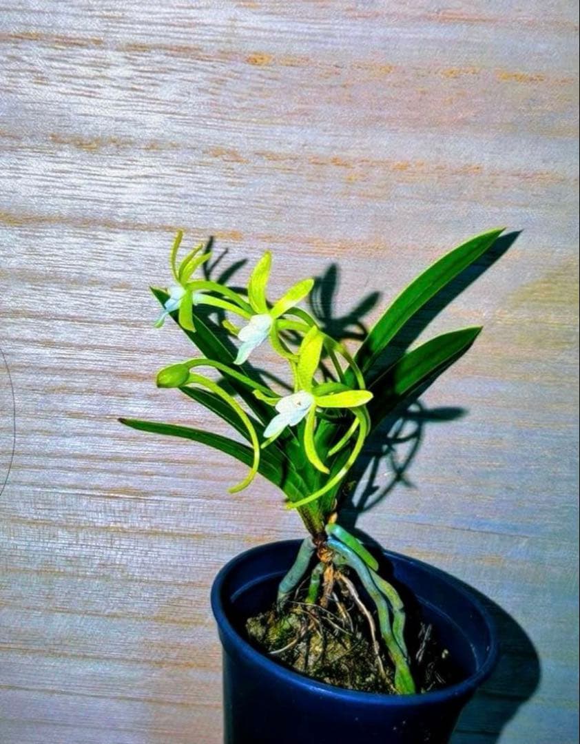 エンジェル様 リクエスト 4点 まとめ商品