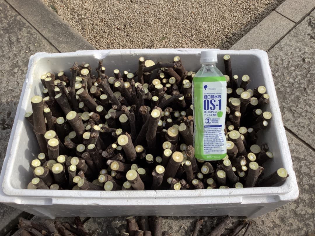 イチジク【蓬莱柿・ホウライシ】挿し穂枝【100サイズ箱に詰め放題】