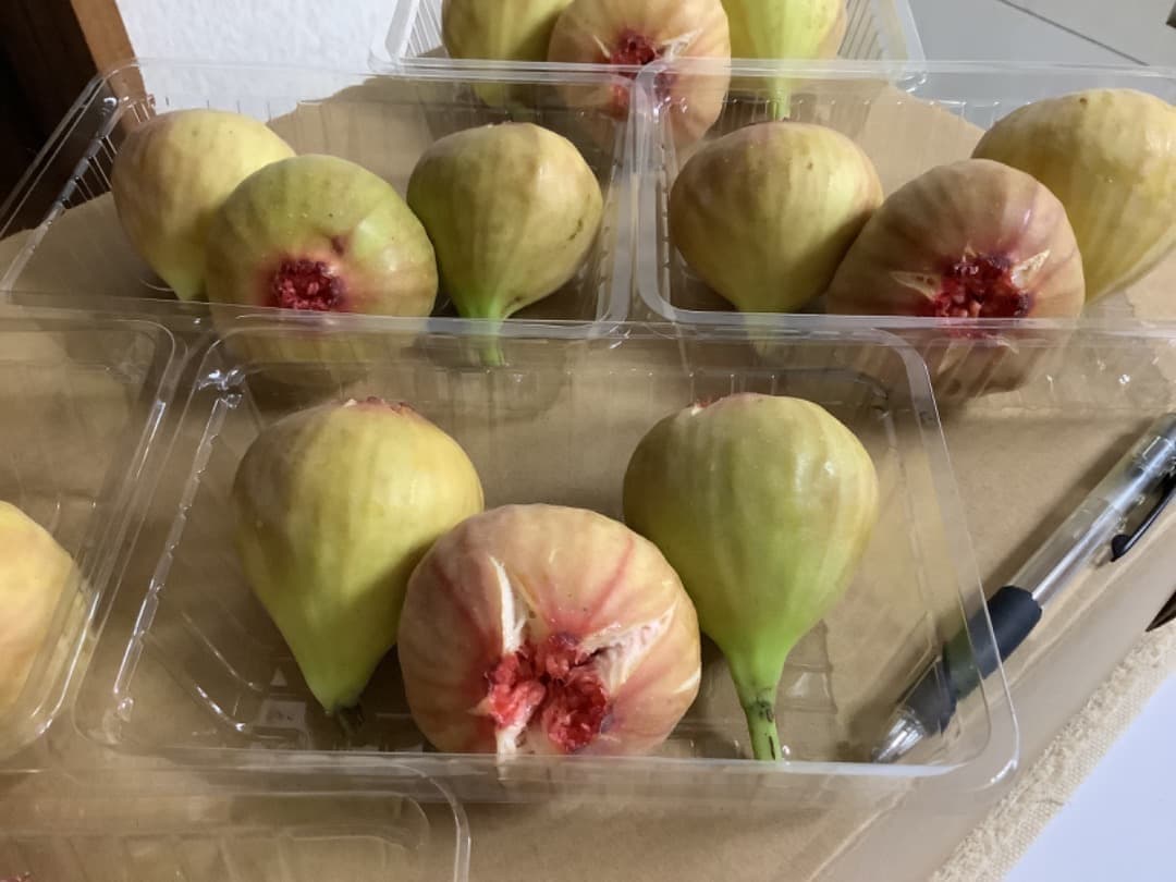 イチジク【蓬莱柿・ホウライシ】挿し穂枝【100サイズ箱に詰め放題】