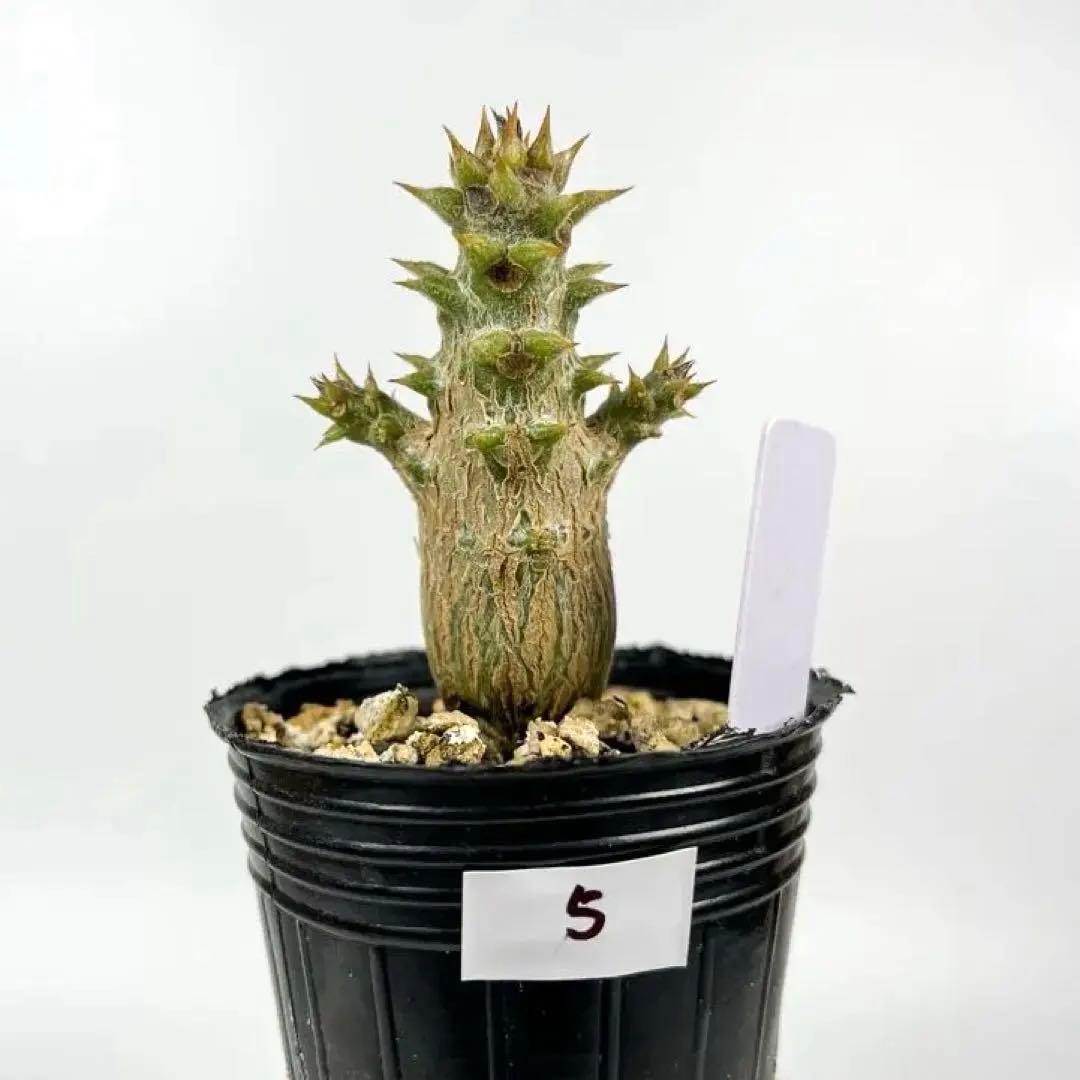 パキポディウム・ウィンゾリー 実生5