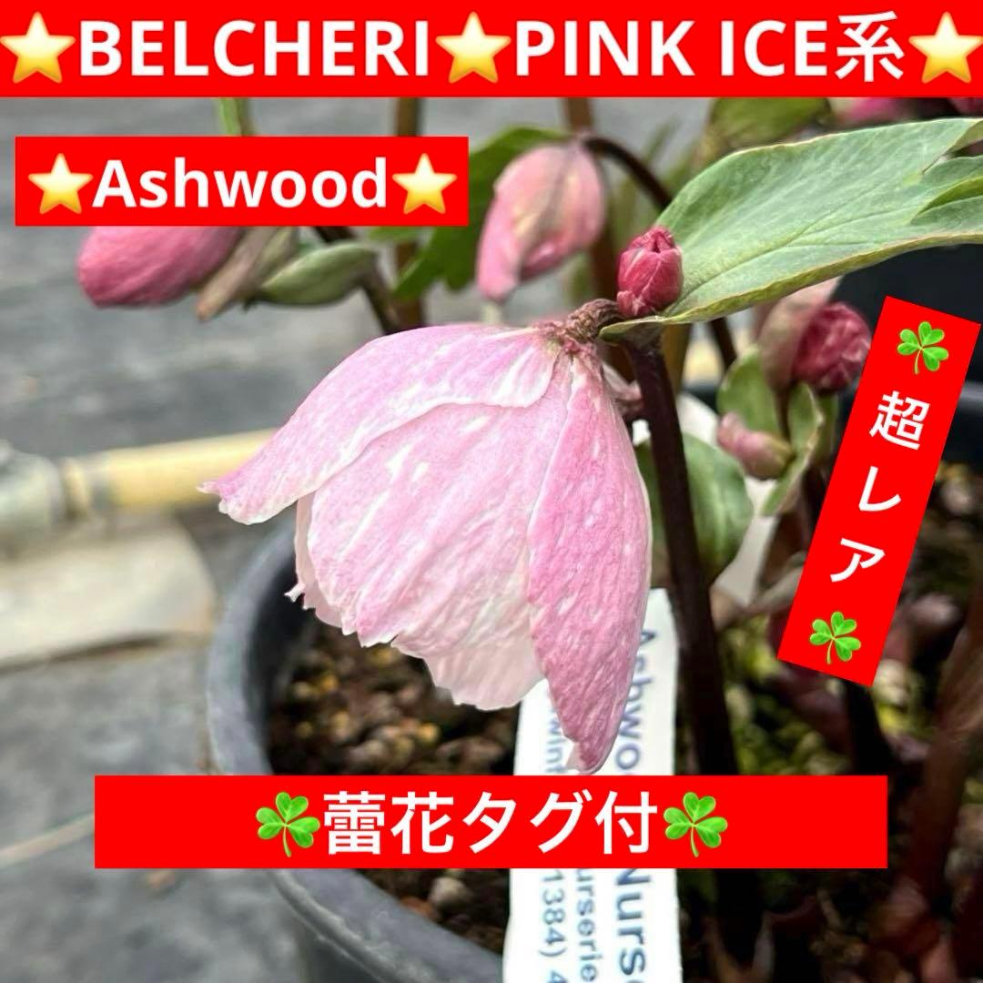 o*r様 527☘️蕾花タグ付☘️超レア☘️BELCHERI⭐️PINK ICE
