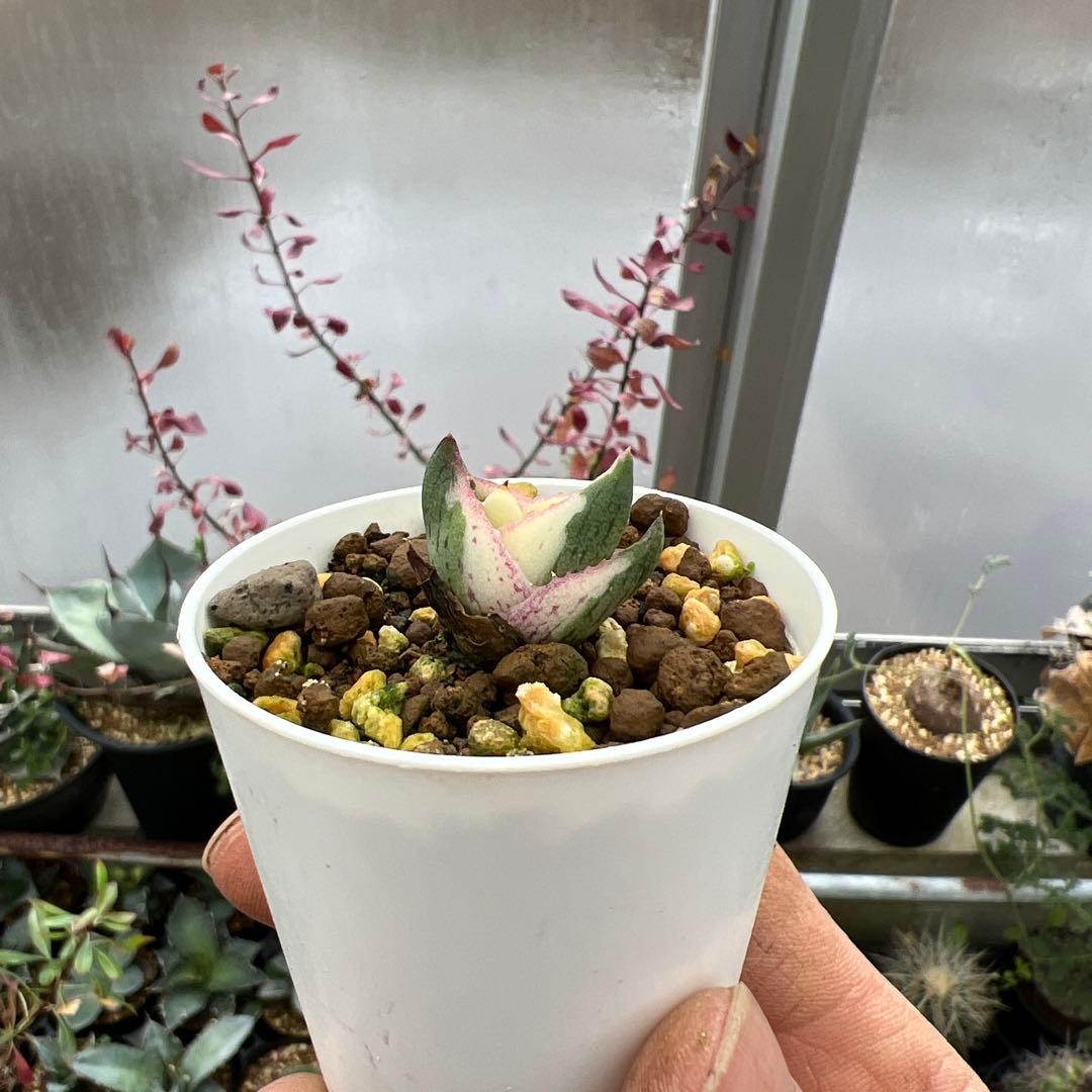 アガベ　プミラ斑入