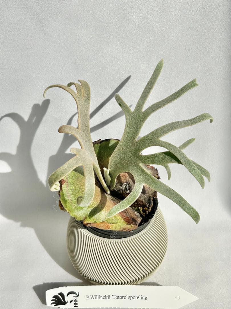 【メルカリ便】P. Willinckii Totoro' （spore）【98】