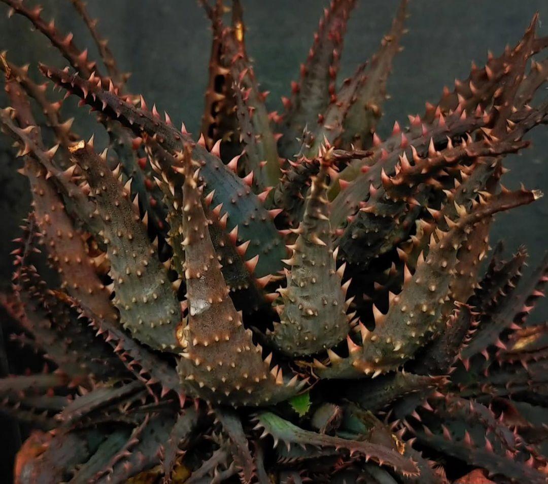 メルカリ便発送☆ドゥラティー様 リクエスト 4点 まとめ商品