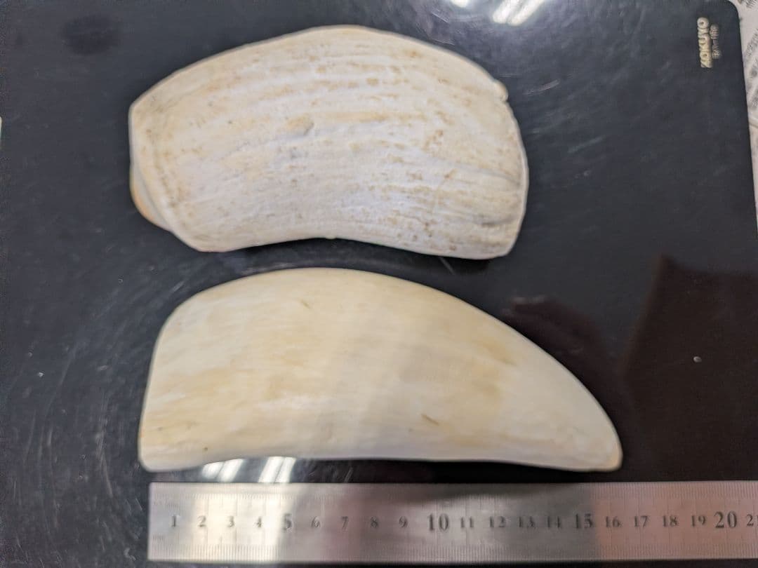 マッコウ鯨歯　本物オス歯メス歯セット