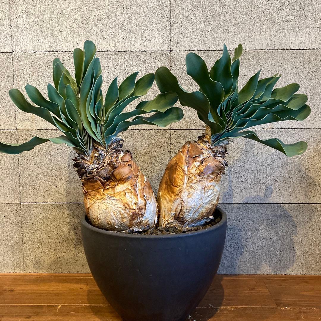 大株 発送済み 3頭 ブーファン ハエマンソイデス ハエマントイデス