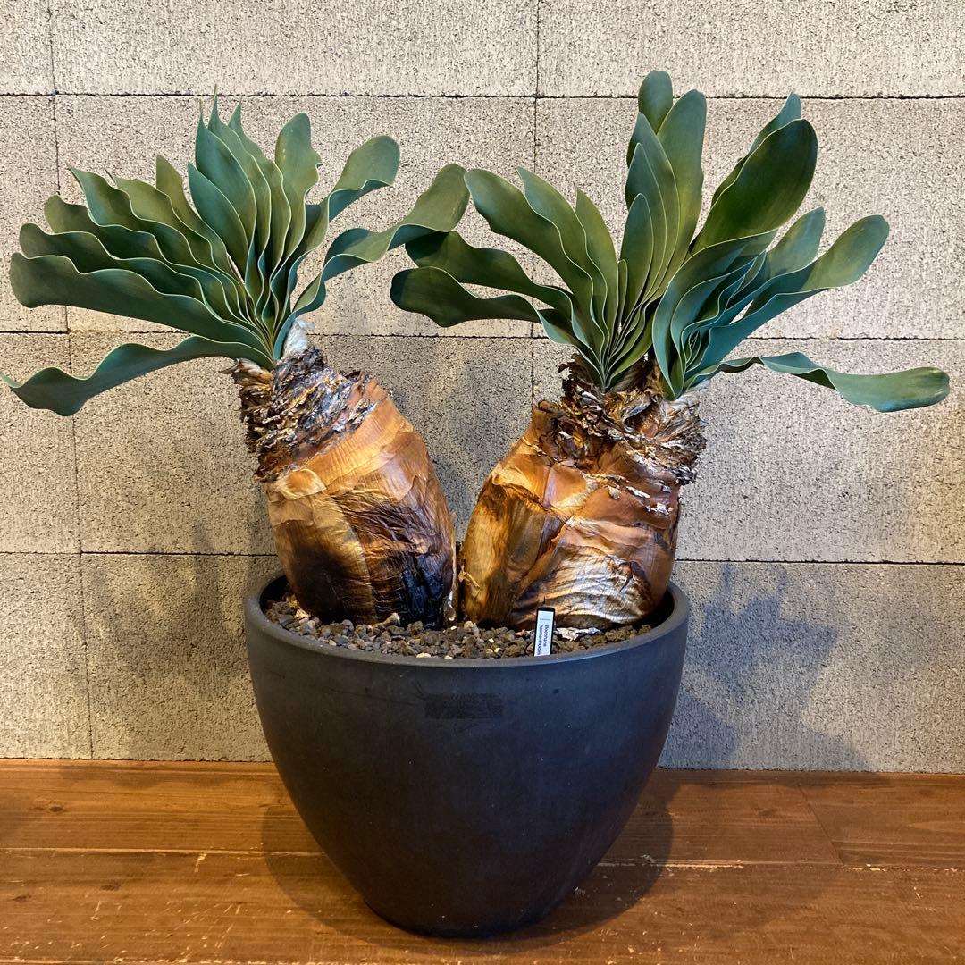 大株 発送済み 3頭 ブーファン ハエマンソイデス ハエマントイデス