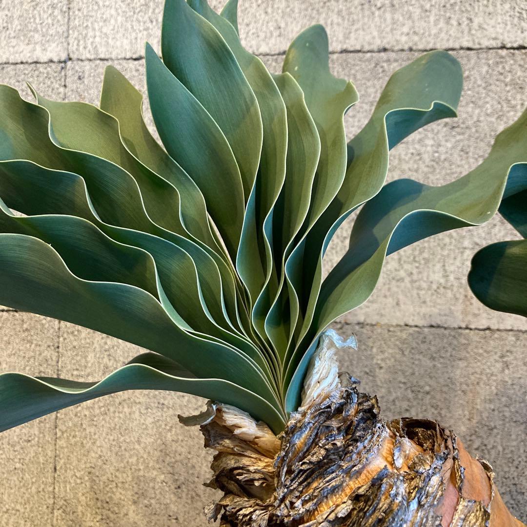 大株 発送済み 3頭 ブーファン ハエマンソイデス ハエマントイデス