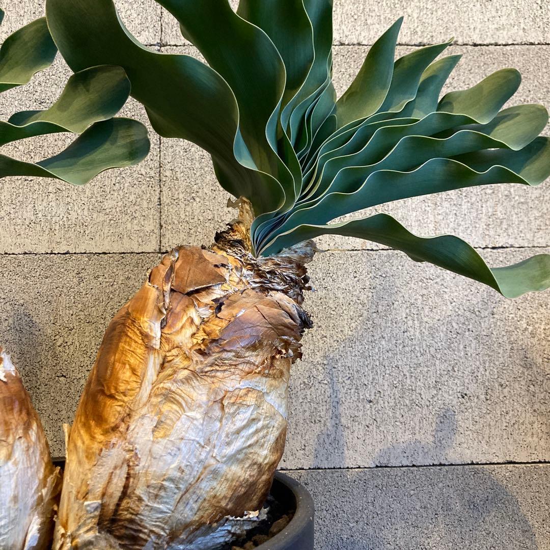 大株 発送済み 3頭 ブーファン ハエマンソイデス ハエマントイデス