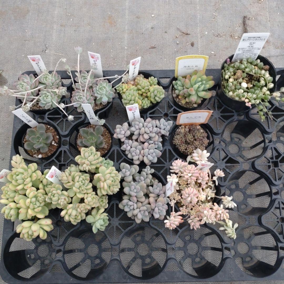 追加検討中 miさん専用